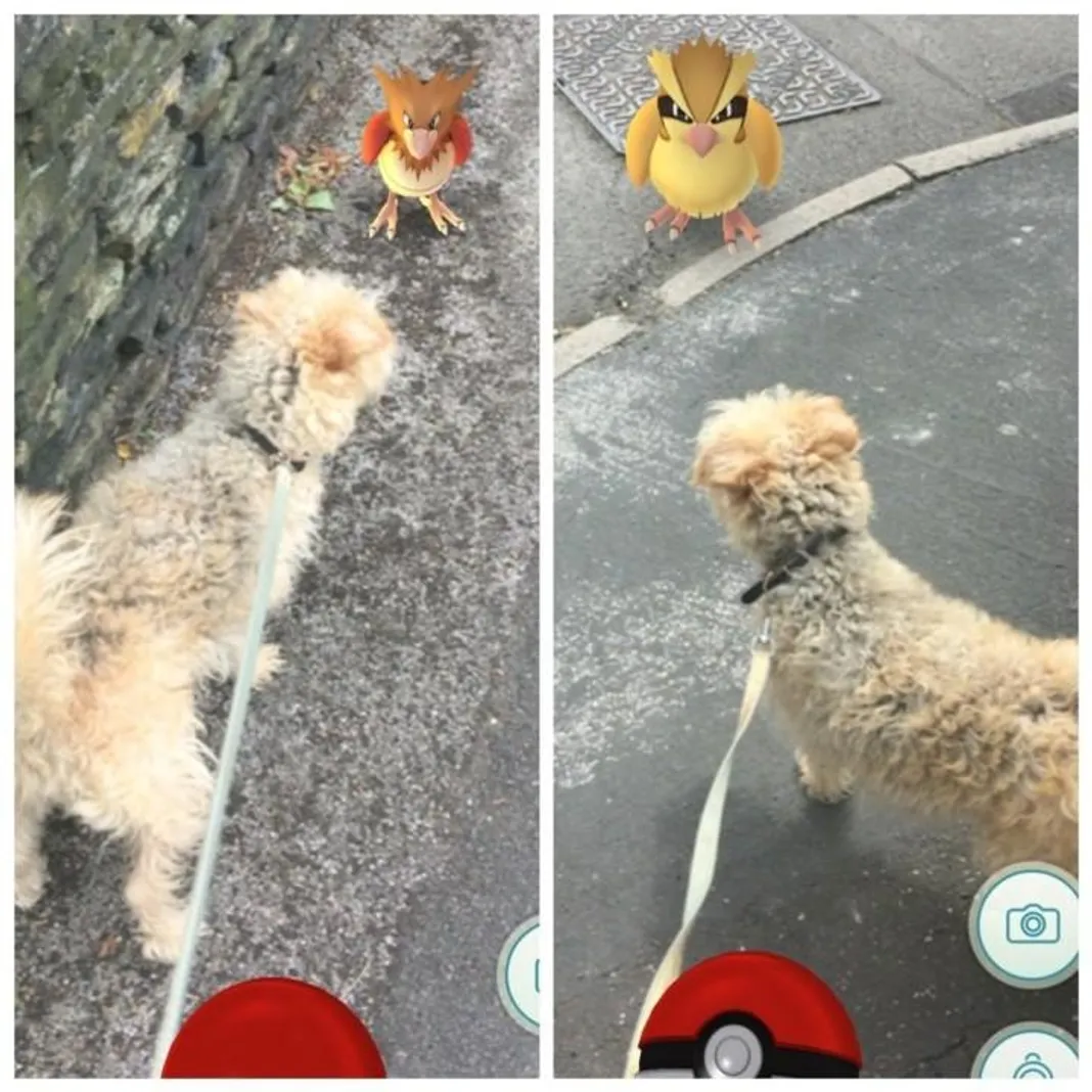 pokemon-dog